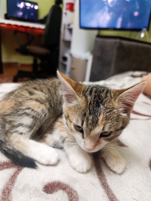 Отдам котенка в добрые руки