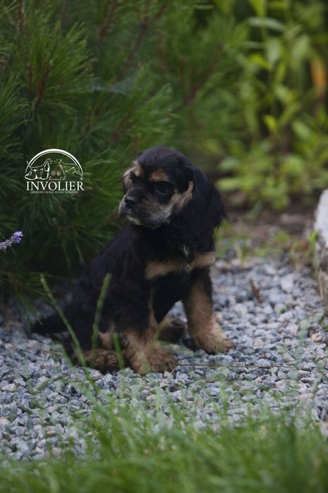 Американский Кокер Спаниель. Щенки. Девочка.