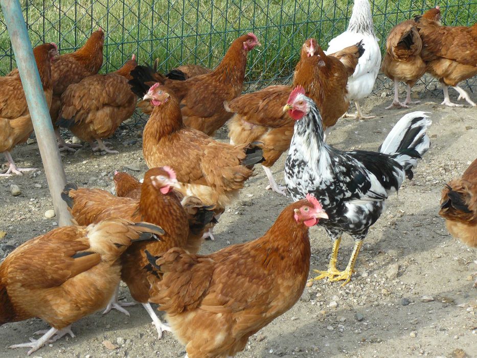 Kury nioski ,Gęsi , perliczki brojlerowe ,kaczki   Pekin .