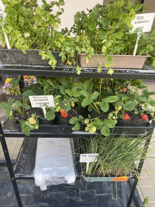 Sadzonki truskawki poziomkowej Honeyone w doniczkach