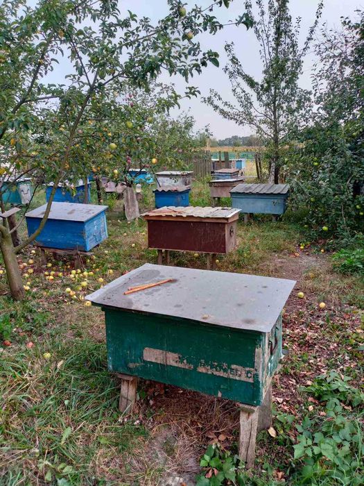 Продається пасіка