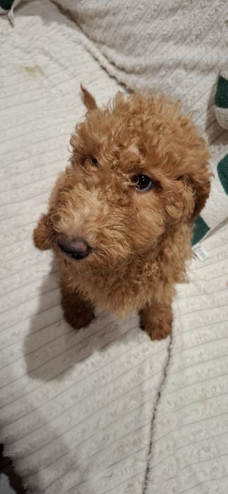 Goldendoodle f1b standard
