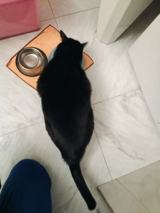 Gatinho para adoção