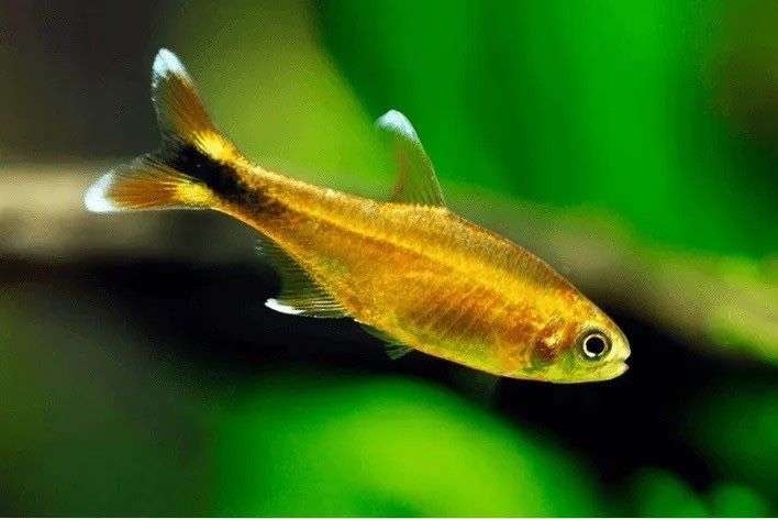 Peixe Tetra Cobre