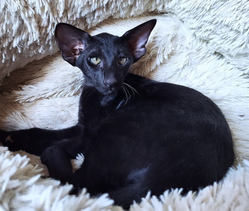 Детеныши Чужого))