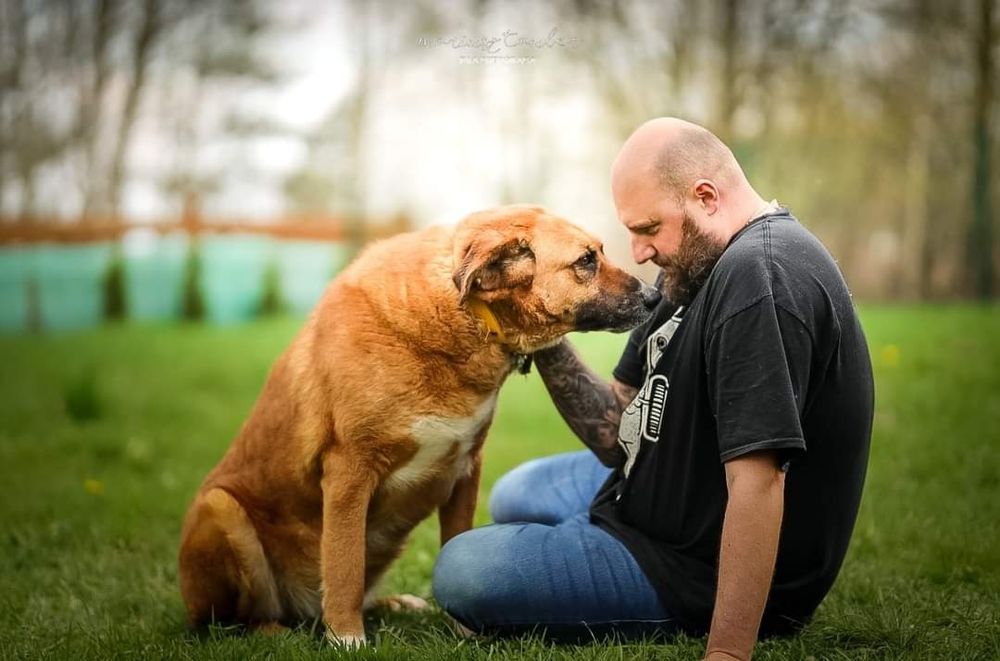 Dingo szuka domu!
