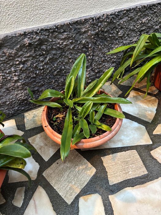 Vasos Planta Orquídea Sapatinho