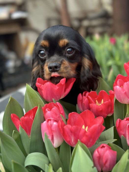 Кавалер Кінг Чарльз Спаніель-династія чемпіонів