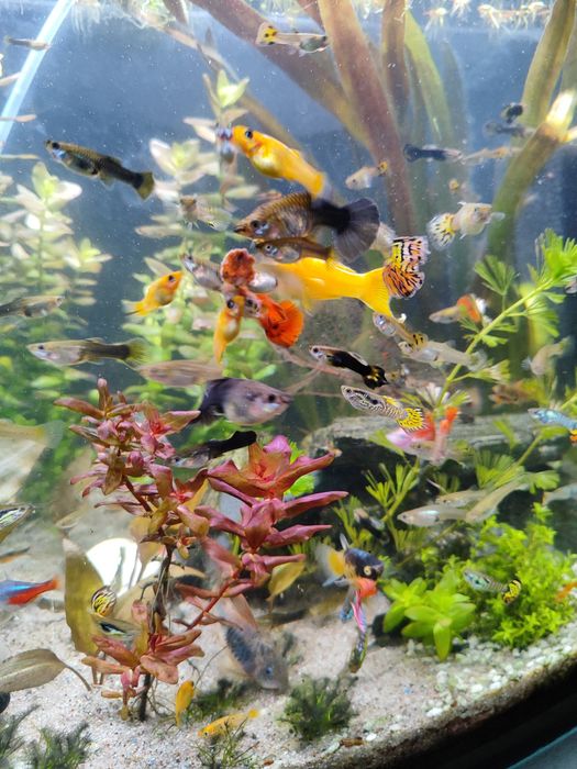 Sprzedam nadmiar małych rybek z własnego akwarium
