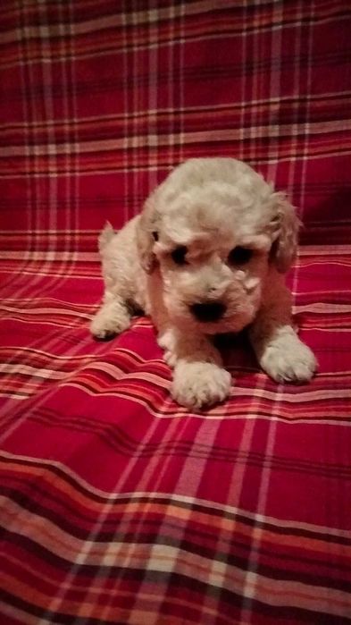 Цуценятка мальтіпу з доставкою