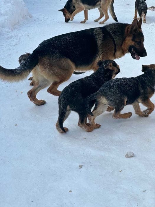 Продам  Цуценят Німецької Вівчарки