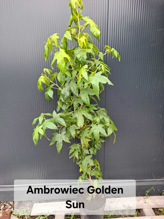 Ambrowiec amerykański 'Golden Sun' jesienne barwy,mały ogród,c5 120-130cm