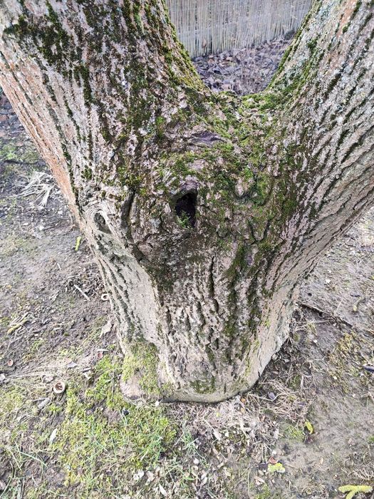 Orzech włoski do wycięcia