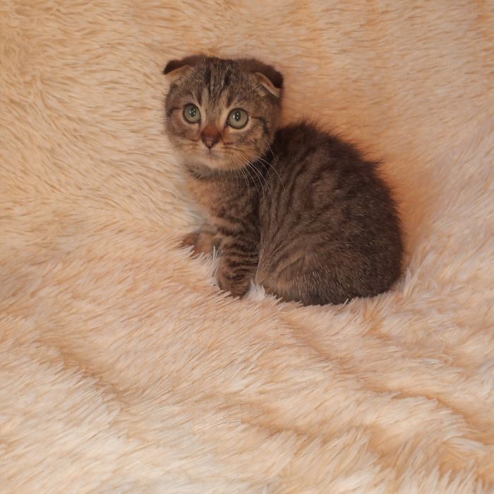 Котик скотіш фолд(вісловухий)