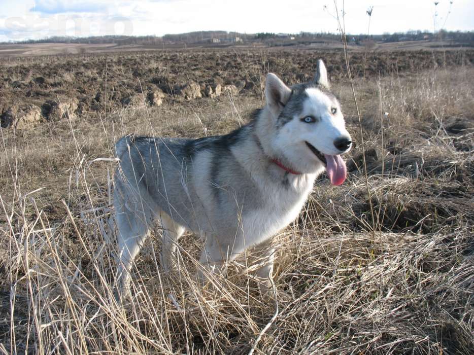 Кобель Хаски приглашает на вязку