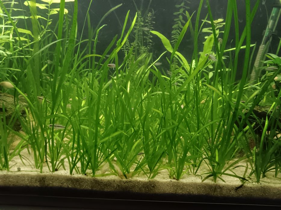 Vallisnerias plantas para aquários e lagos