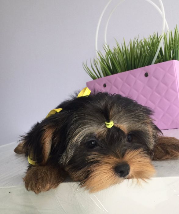 Йорки гарнесенькі