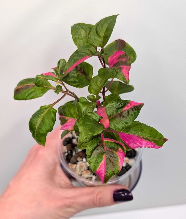 Alternanthera Party Time