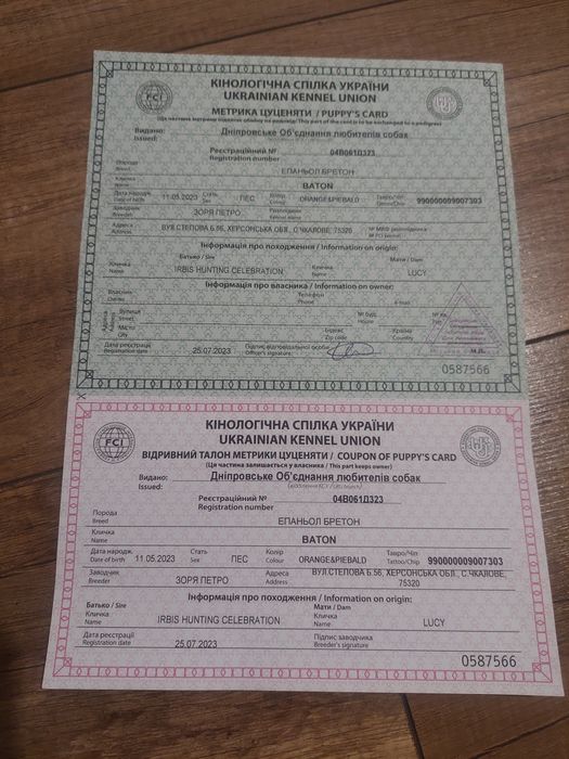 Бретон щенки                    продам епаньол бретон охотничья порода