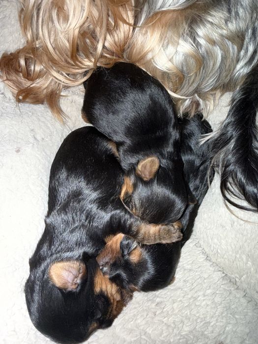 Цуценятка Йоркширський терєр