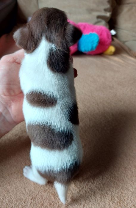 Chihuahua  Com  Lop ( Pedigree )