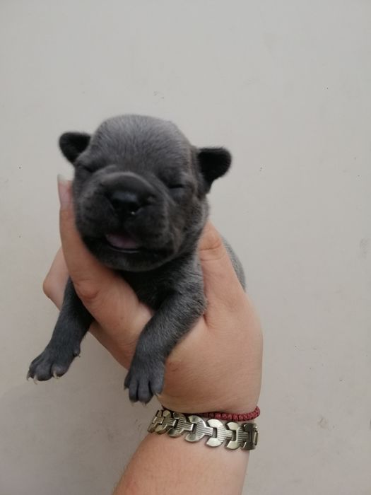 Чистокровні Французики Хлопчики та дівчатка є доставка