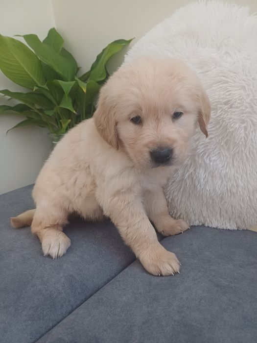 Suczka rasy Golden retriever