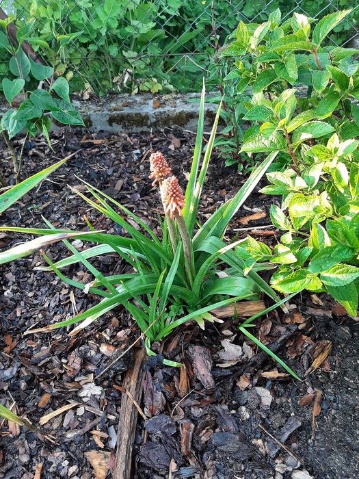 Działka ogrodowo - rekreacyjna ROD