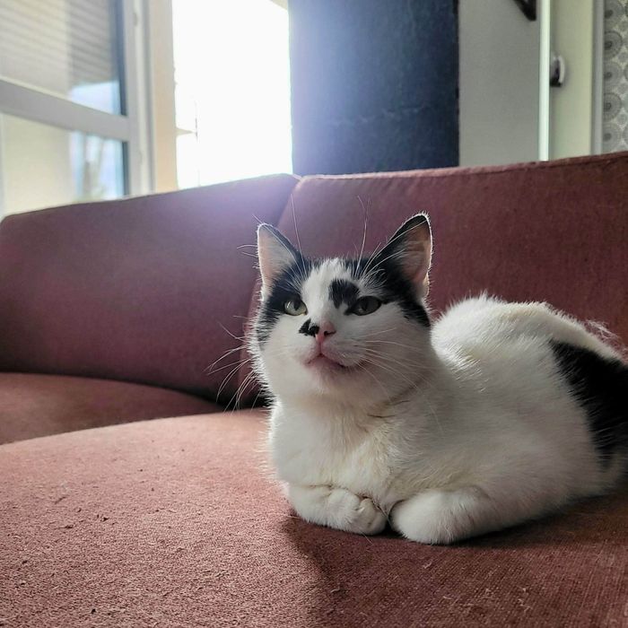 Lucynka do adopcji!