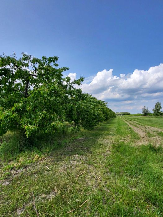 Działka rolna 2 ha z sadem i nawodnieniem – gm. Jasieniec, Stefanków