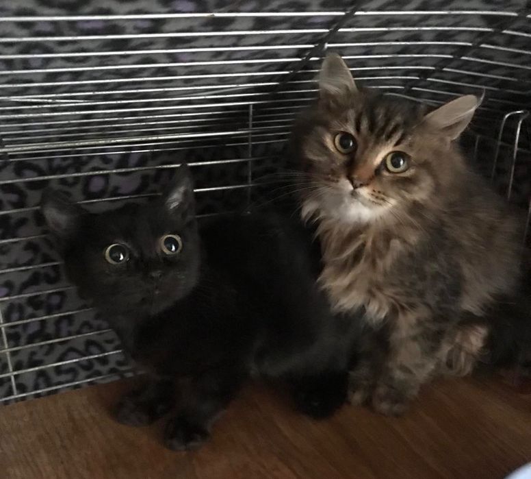 Шикарные котята бесплатно