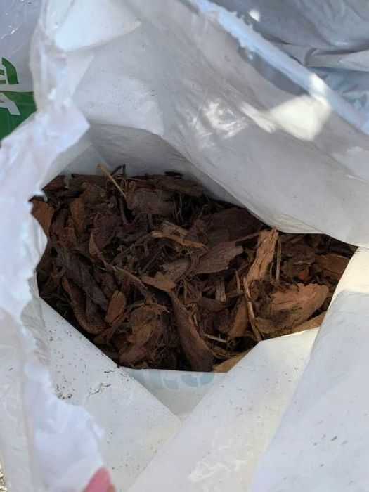 Kora sosnowa 15,99 zł HIT