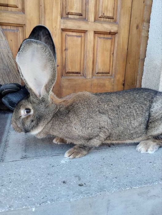 Сірий і білий велетень ,струкач вага батьків 9кг