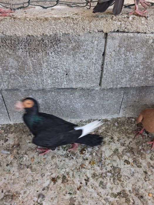pombos correuos de linha antiga