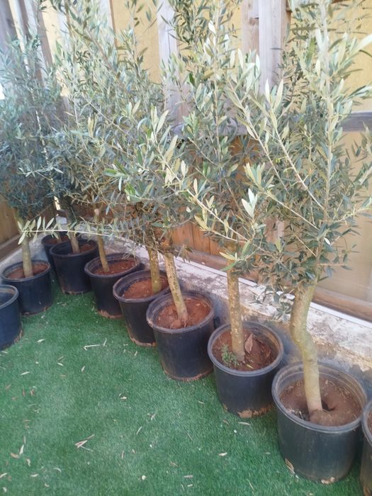 Oliveiras de ornamentação