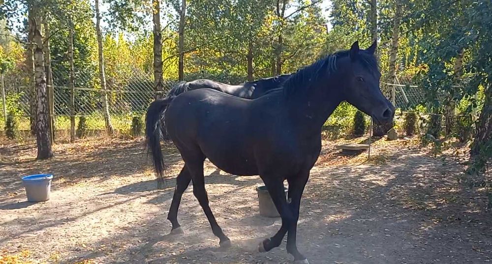 Kary wałach czystej krwi arabskiej po Nadi Al Khalediah