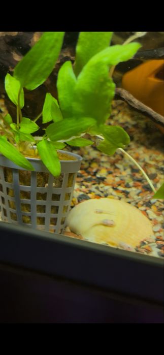 Aquario com Ancistrus Gold