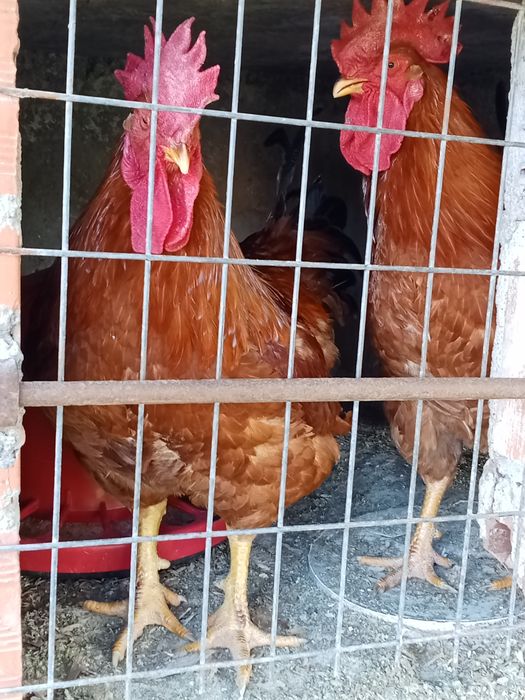 Vendo galos caseiros