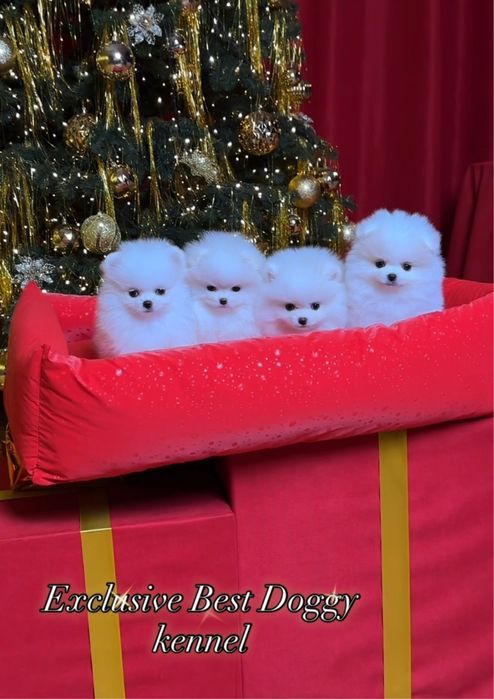 Шик і ексклюзив - VIP лакшері сегмент - цуценята померанські шпіци !