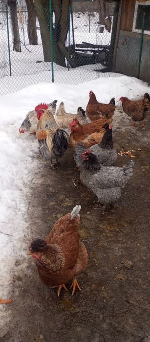 Молоді петухи гріз сендрі та мастер грей