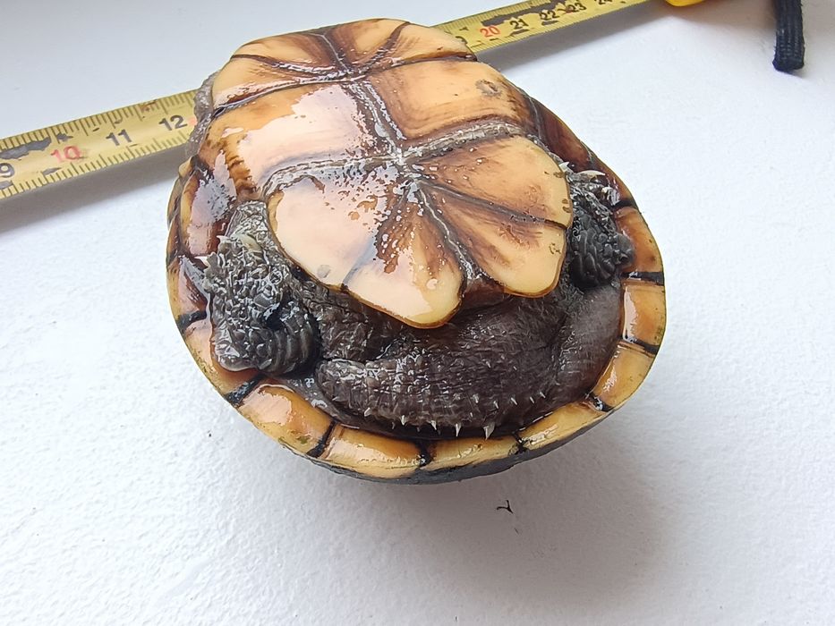 Żółw Kinosternon baurii kuzyn Sternitherus odoratus żółw wonny