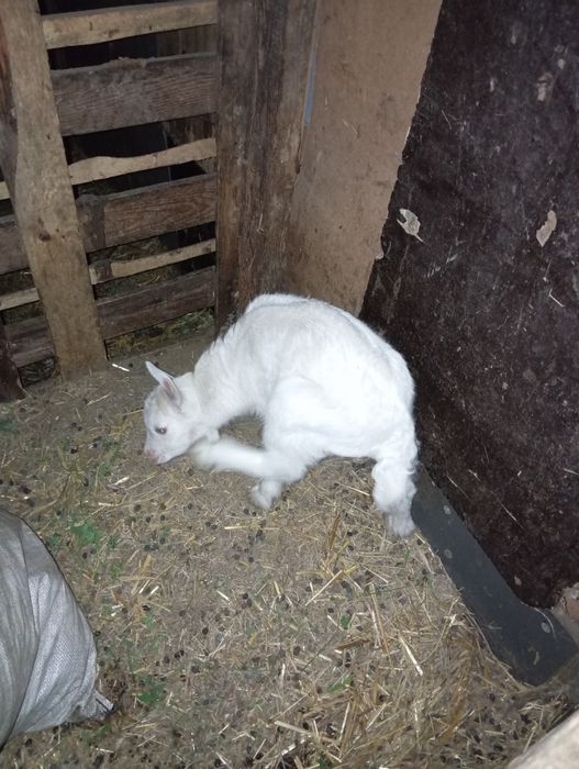 Чистокровний Зааненський цап