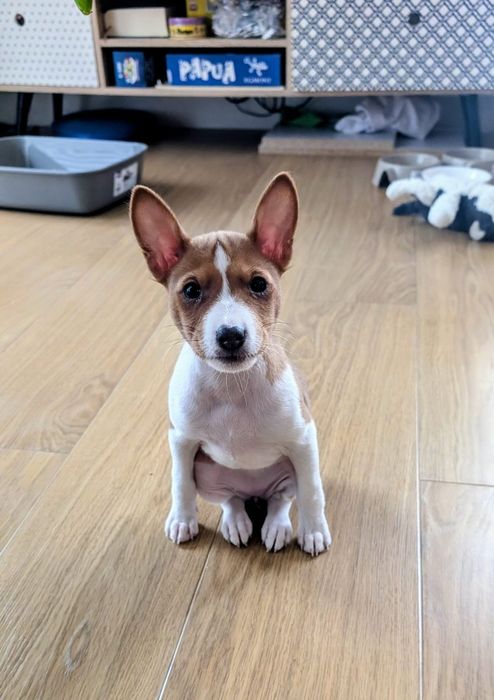 Basenji, szczenię z hodwoli FCI