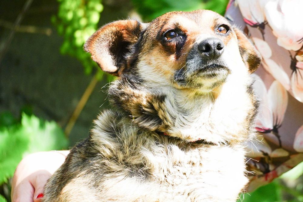 Czika - sunia którą skrzywdził człowiek