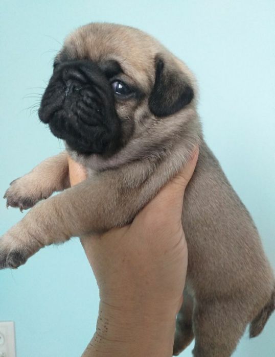 Улюблені мордочки