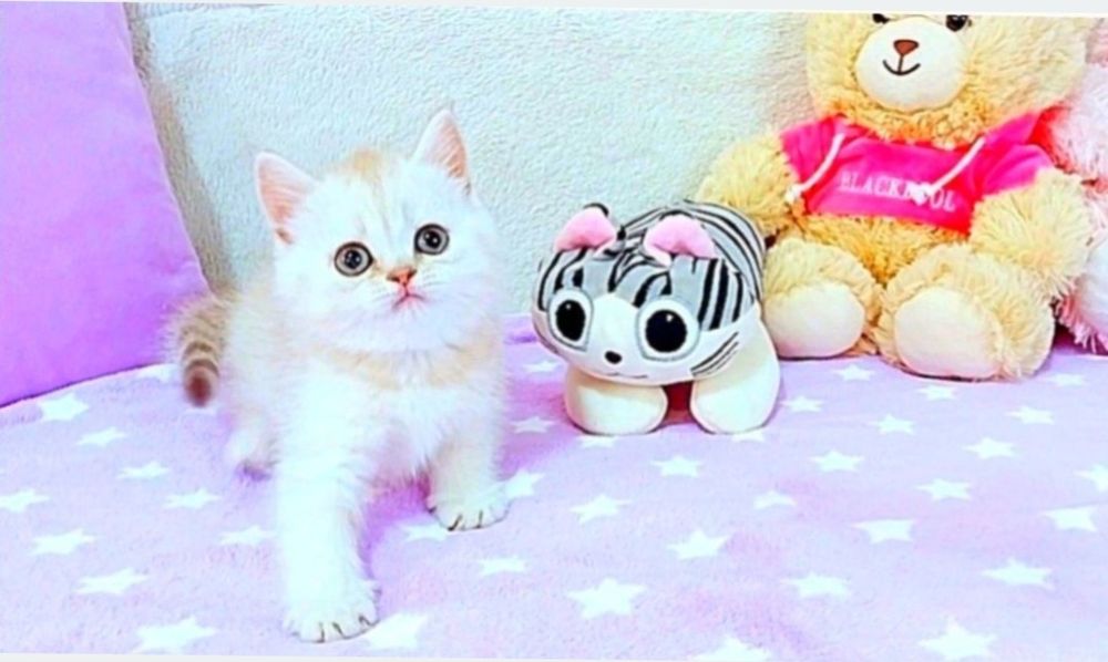 Очаровашка девочка,  как беленький медвежонок