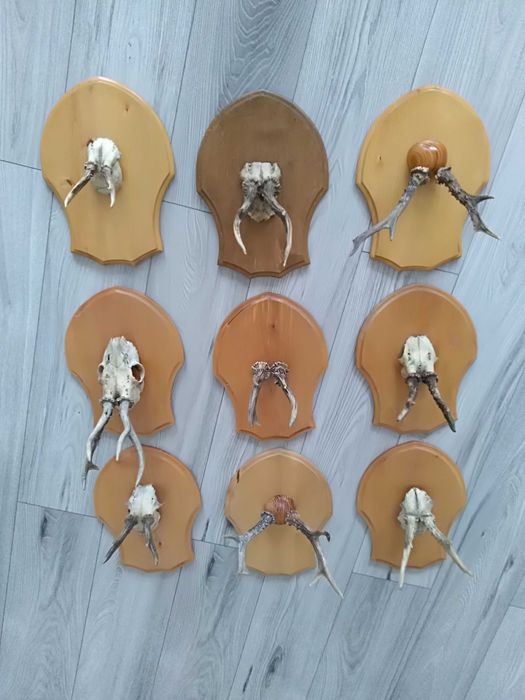 Poroże herby ręcznie robione.