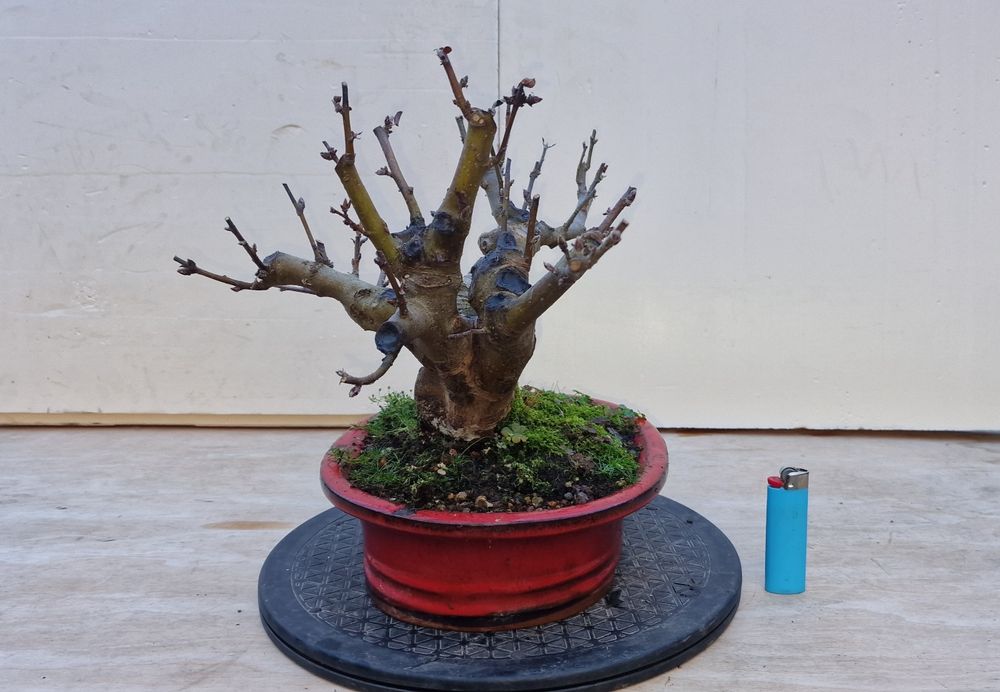 Bonsai de Macieira (Malus Sargentii)