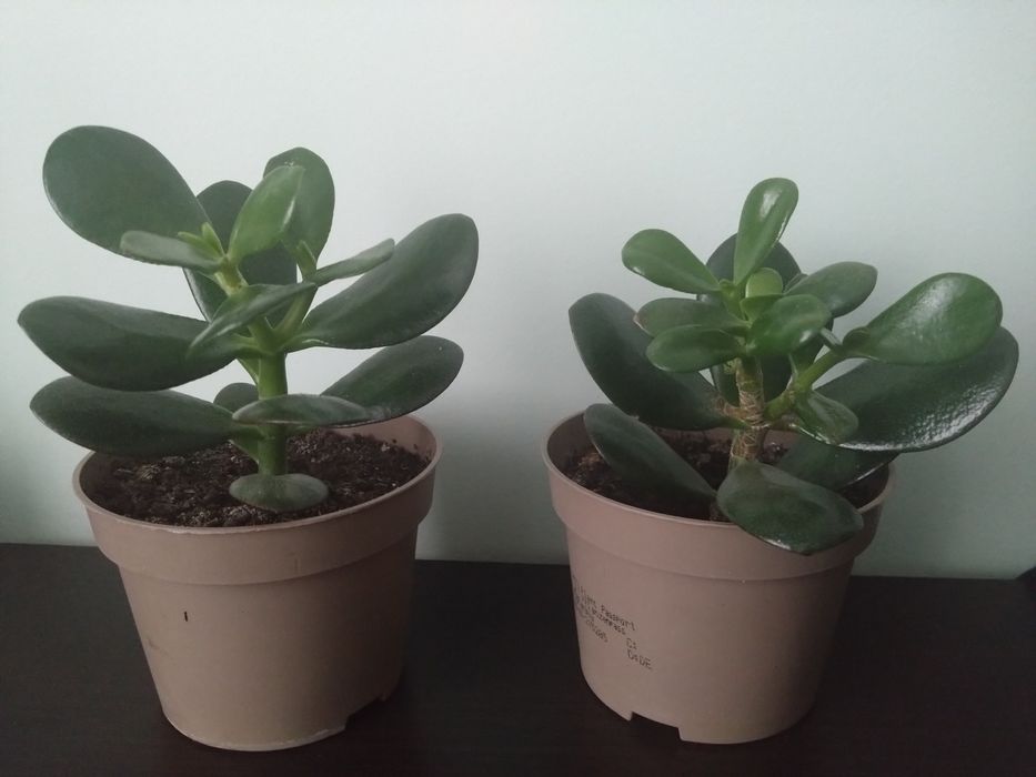 Grubosz drzewiasty drzewko szczęścia