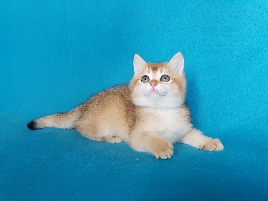 Кошеня золотої шиншилли